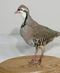 chukar taxidermy