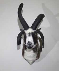 taxidermy ram head for sale