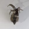 Jacobs Ram 4 Horn Sheep Shoulder Mount SJ-103