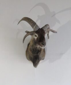 Jacobs Ram 4 Horn Sheep Shoulder Mount SJ-103