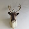 Caribou Cow Shoulder Mount