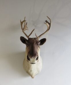 Caribou Cow Shoulder Mount