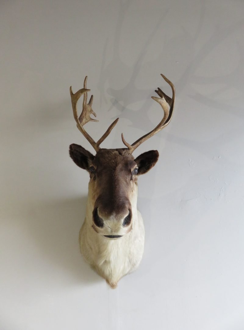 Caribou Cow Shoulder Mount