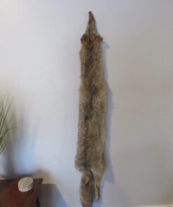 Coyote Taxidermy