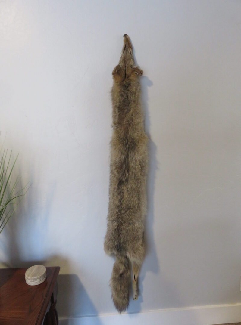 Coyote Taxidermy
