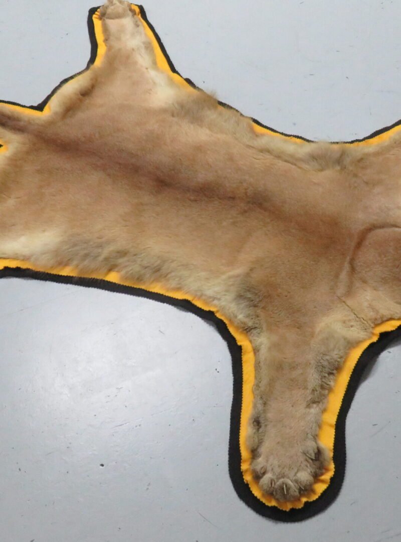 Cougar Skin Rug For Sale