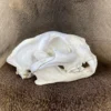 Cougar Skull For Sale