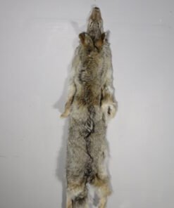 Coyote Skin/Pelt Taxidermy