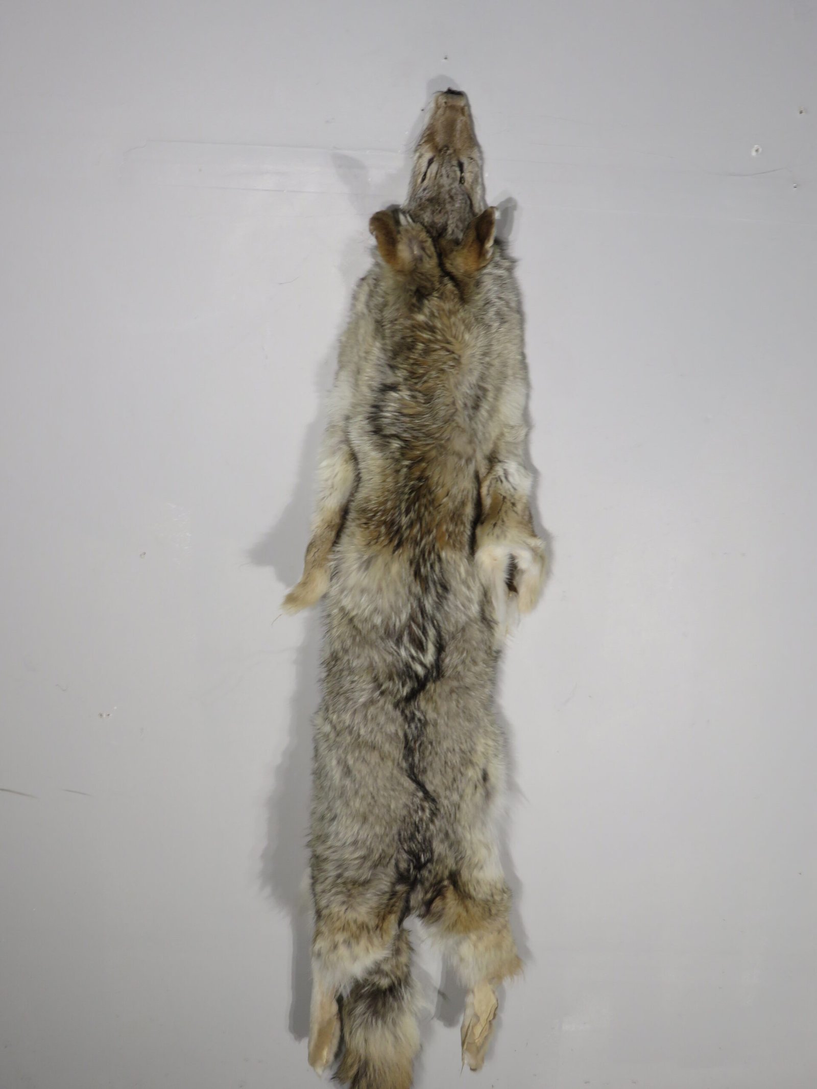 Coyote Skin/Pelt Taxidermy