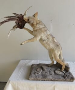 Coyote Catching Pheasant