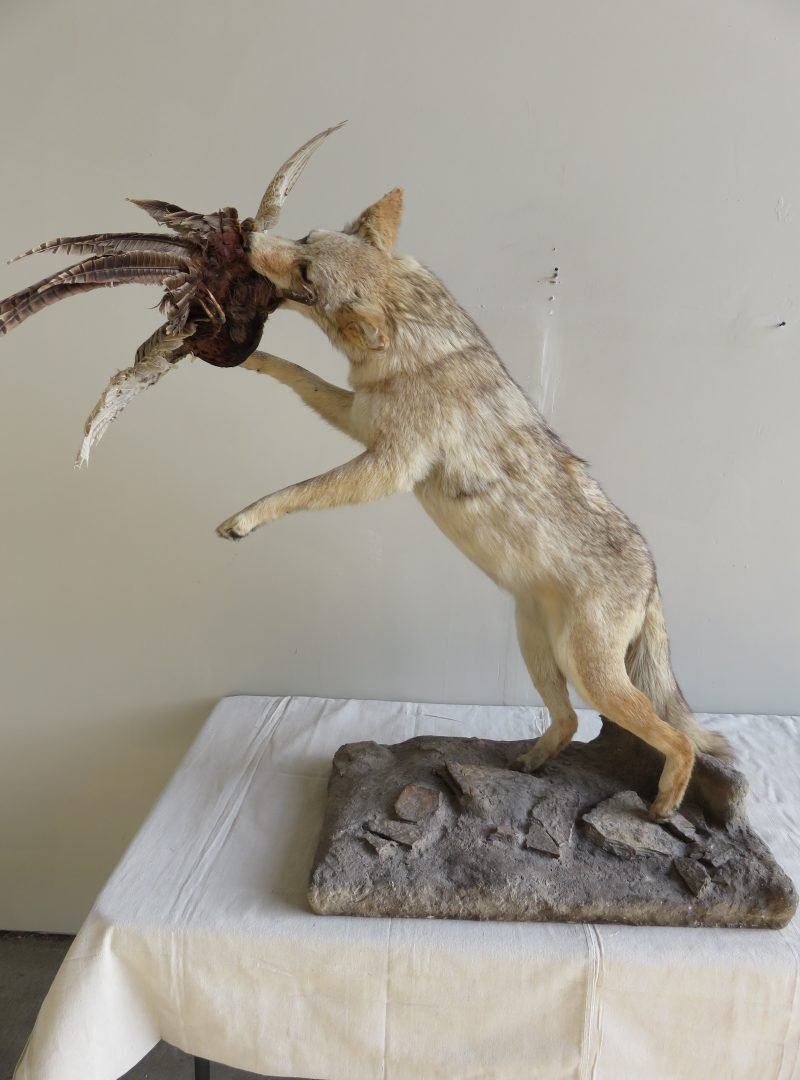 Coyote Catching Pheasant