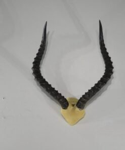 Impala Horns. X-148IM