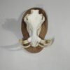 Warthog European Skull/Tusk