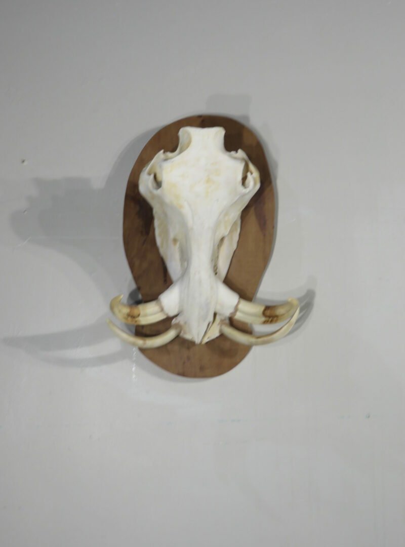 Warthog European Skull/Tusk