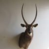 Waterbuck SCI Silver Medal Taxidermy Mount