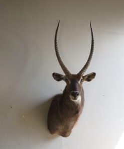 Waterbuck SCI Silver Medal Taxidermy Mount