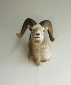 Bighorn Ram Taxidermy Shoulder Mount. S-135BH
