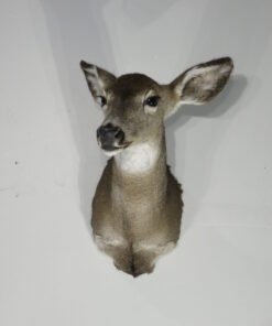 Whitetail Deer Doe Mount