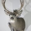 Mule Deer Taxidermy