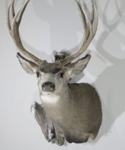 Mule Deer Taxidermy