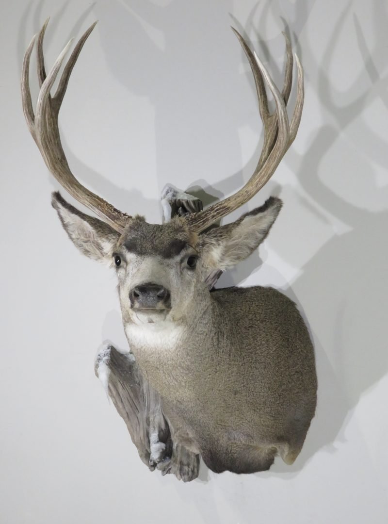 Mule Deer Taxidermy