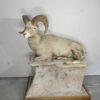 Bighorn Ram Life-Sized Mount
