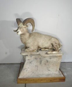 Bighorn Ram Life-Sized Mount