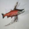 Sockeye Salmon Taxidermy