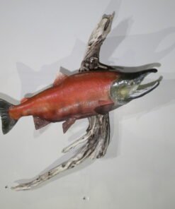 Sockeye Salmon Taxidermy