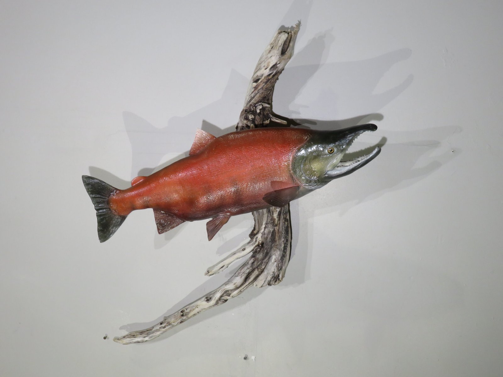 Sockeye Salmon Taxidermy
