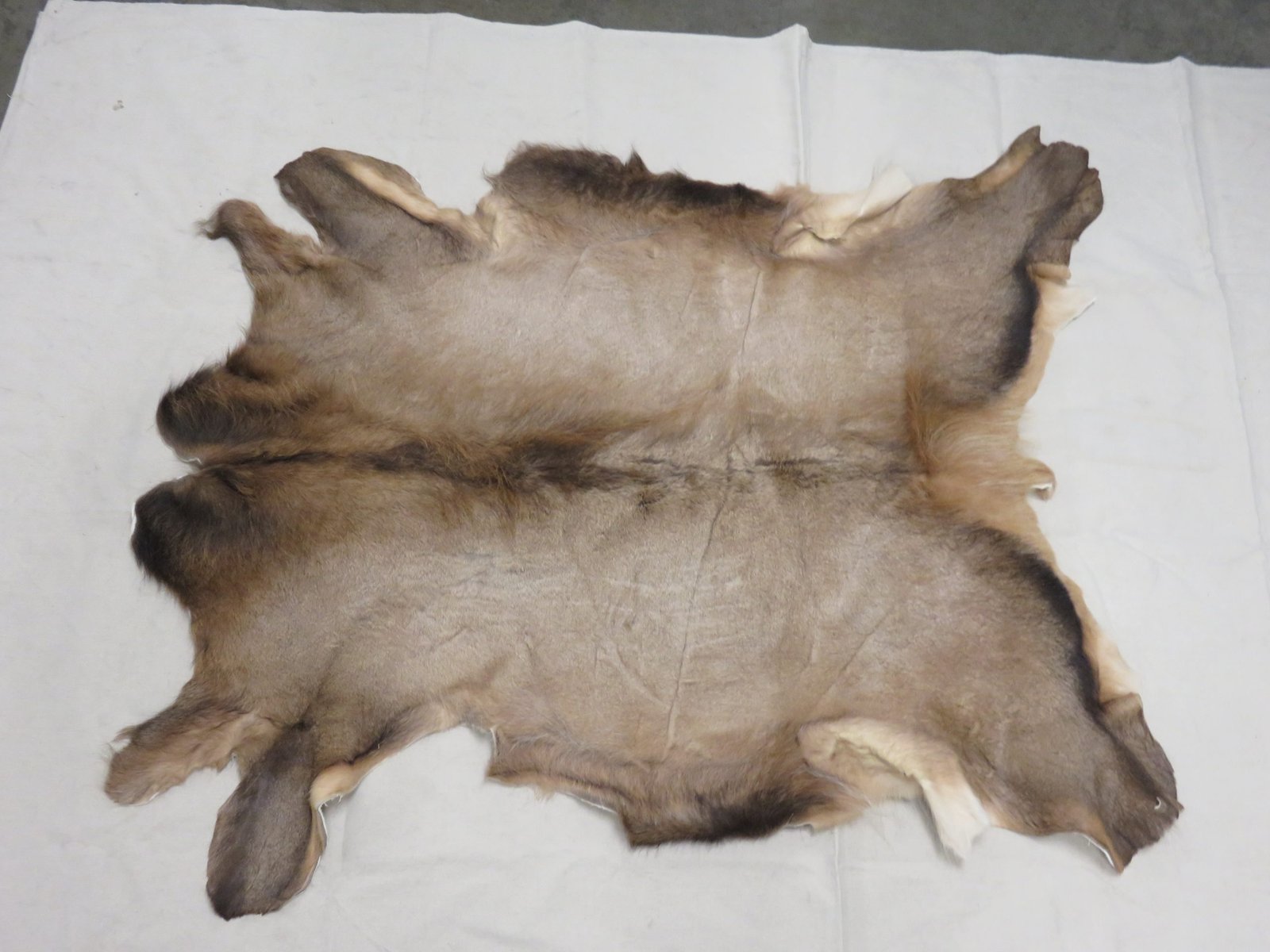Elk Taxidermy Skin