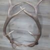 Elk Antlers