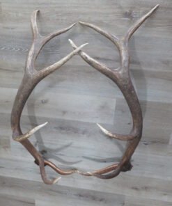 Elk Antlers