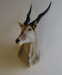 Southern Eland Trophy Taxidermy Mount