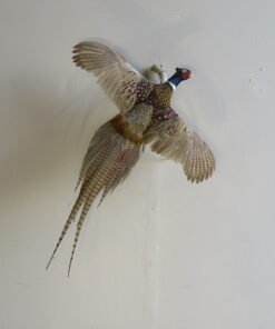 Ringneck Pheasant taxidermy