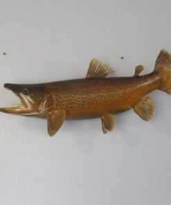 Brown Trout Real Skin Fish Mount. F-105BR