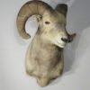 Bighorn Ram Taxidermy . S-134BH