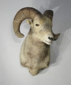 Bighorn Ram Taxidermy . S-134BH
