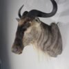 White Bearded Wildebeest Taxidermy Mount