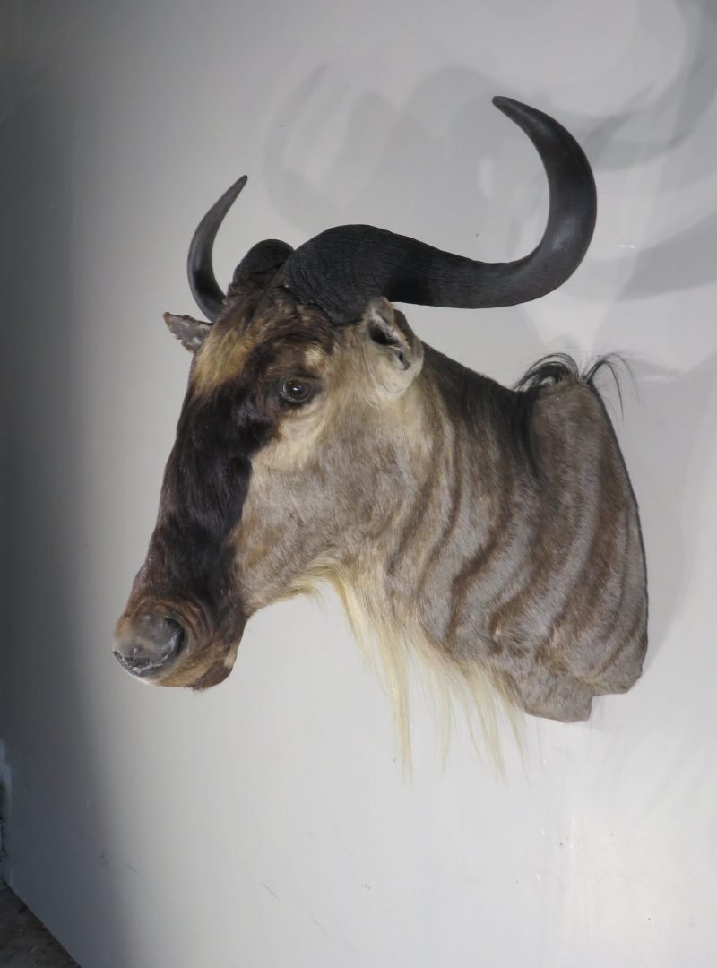 White Bearded Wildebeest Taxidermy Mount