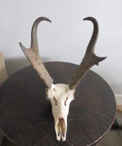 Pronghorn European Mount With Large 14″ Horns