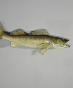 Walleye Taxidermy Mount