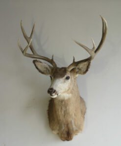 Great sized Mule Deer Taxidermy. M-146S