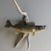 Walleye On Wood Taxidermy