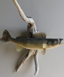 Walleye On Wood Taxidermy