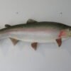 Rainbow Trout 29 Fish Taxidermy