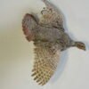 Flying Hungarian Partridge Taxidermy