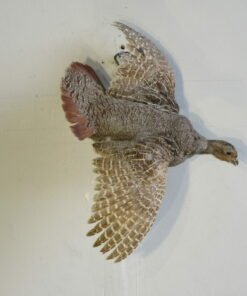 Flying Hungarian Partridge Taxidermy