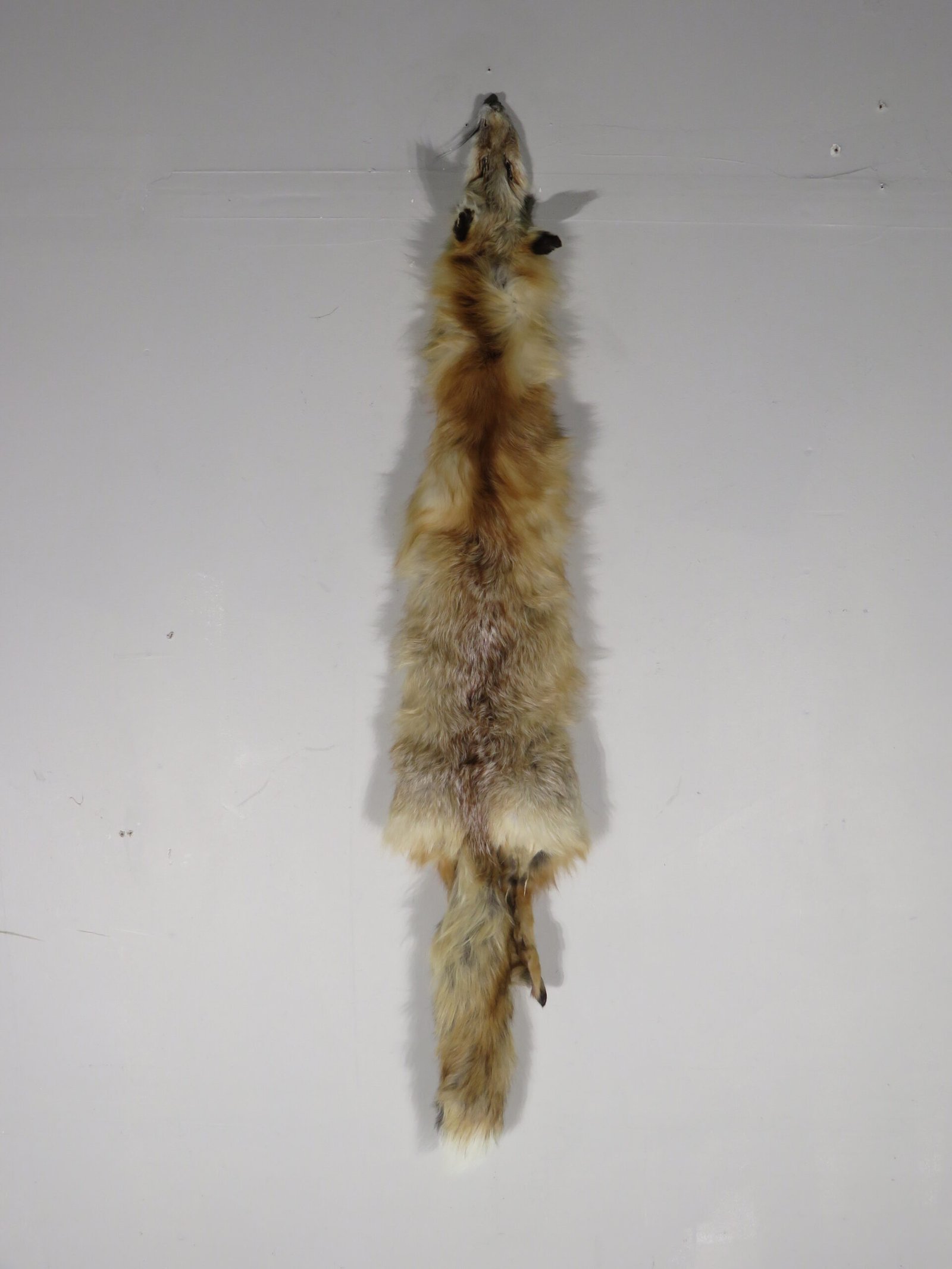 Fox Taxidermy Skin
