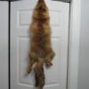 Red Fox tanned Skin